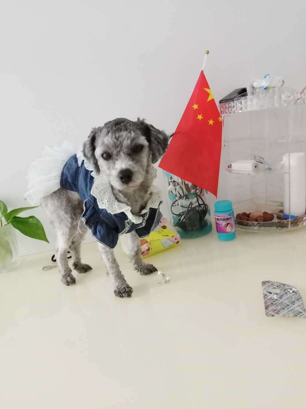 狗狗