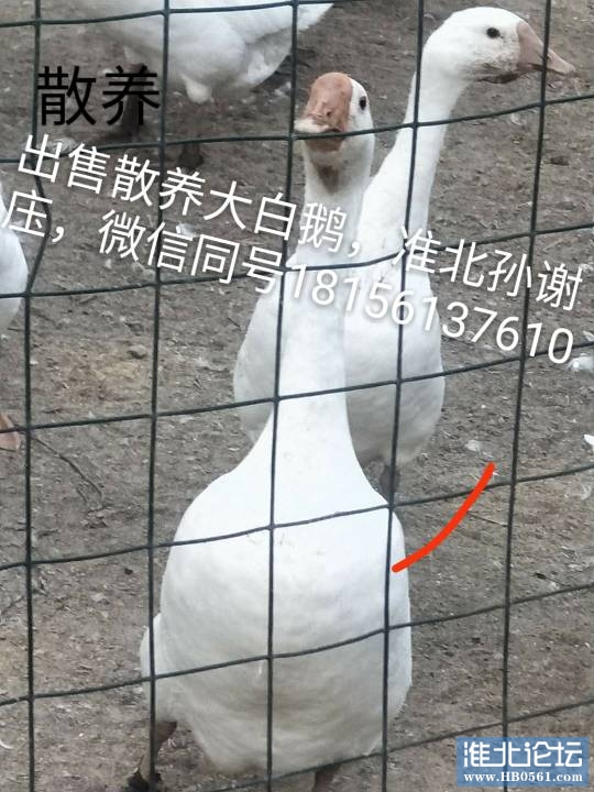 124513u0ybcpgbq5dhh5ry.jpg