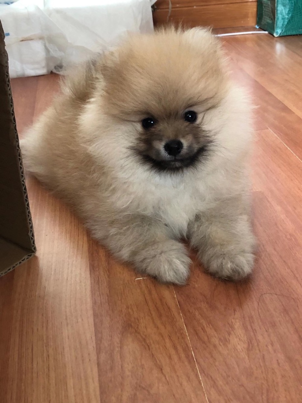 博美