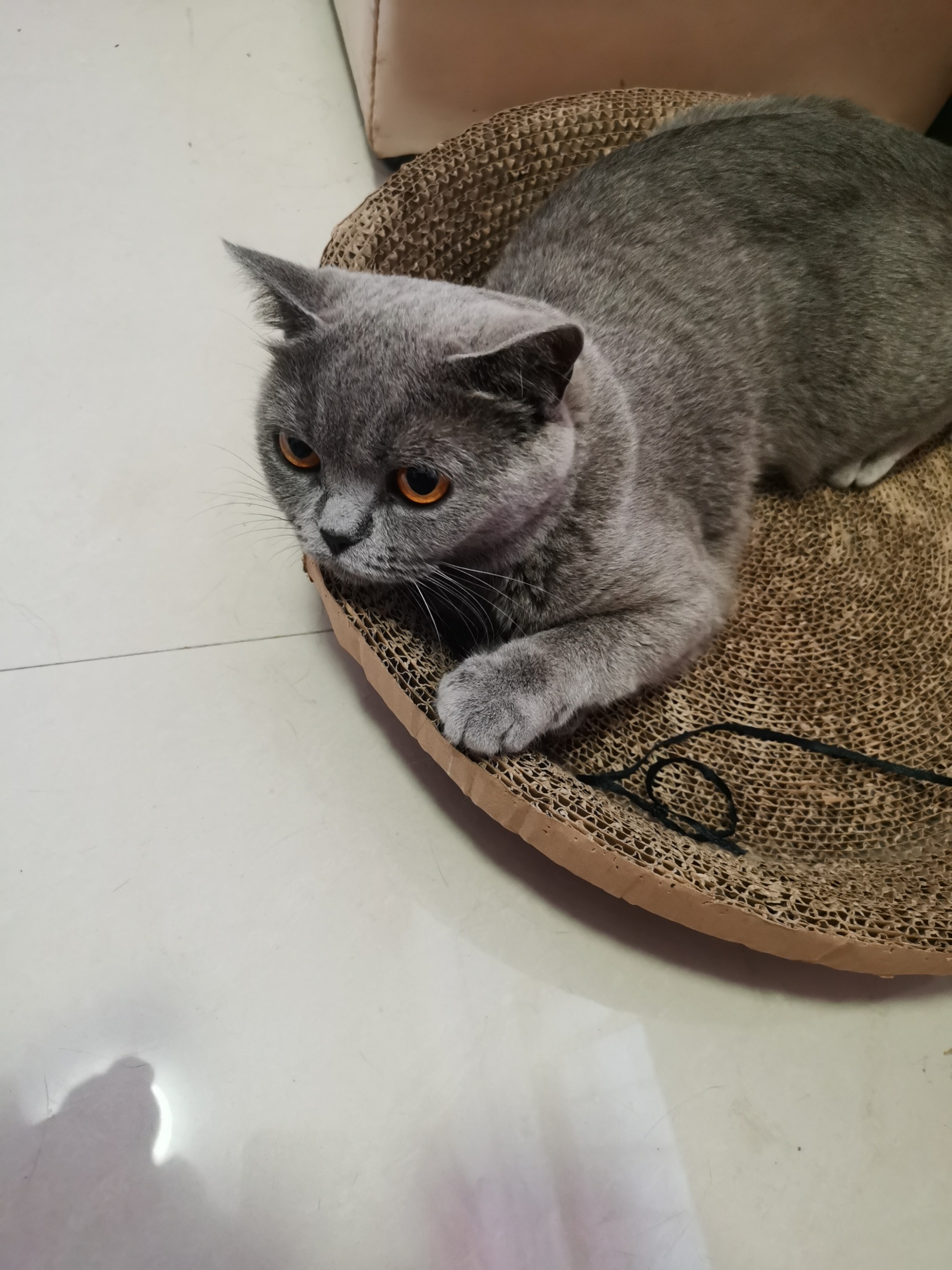 极品蓝猫