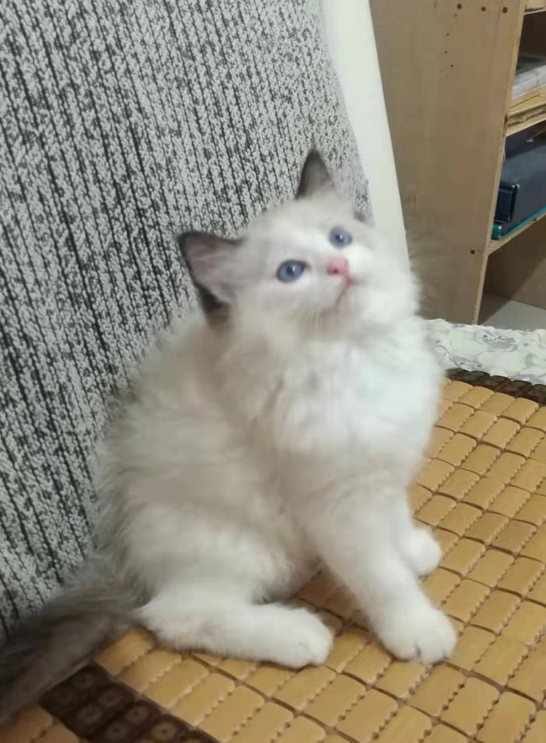 布偶猫