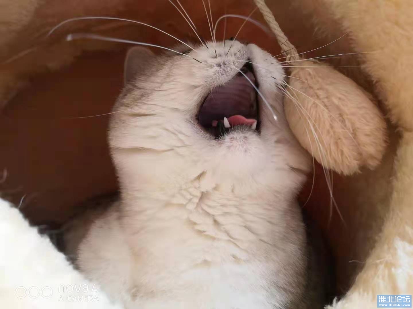 猫爸