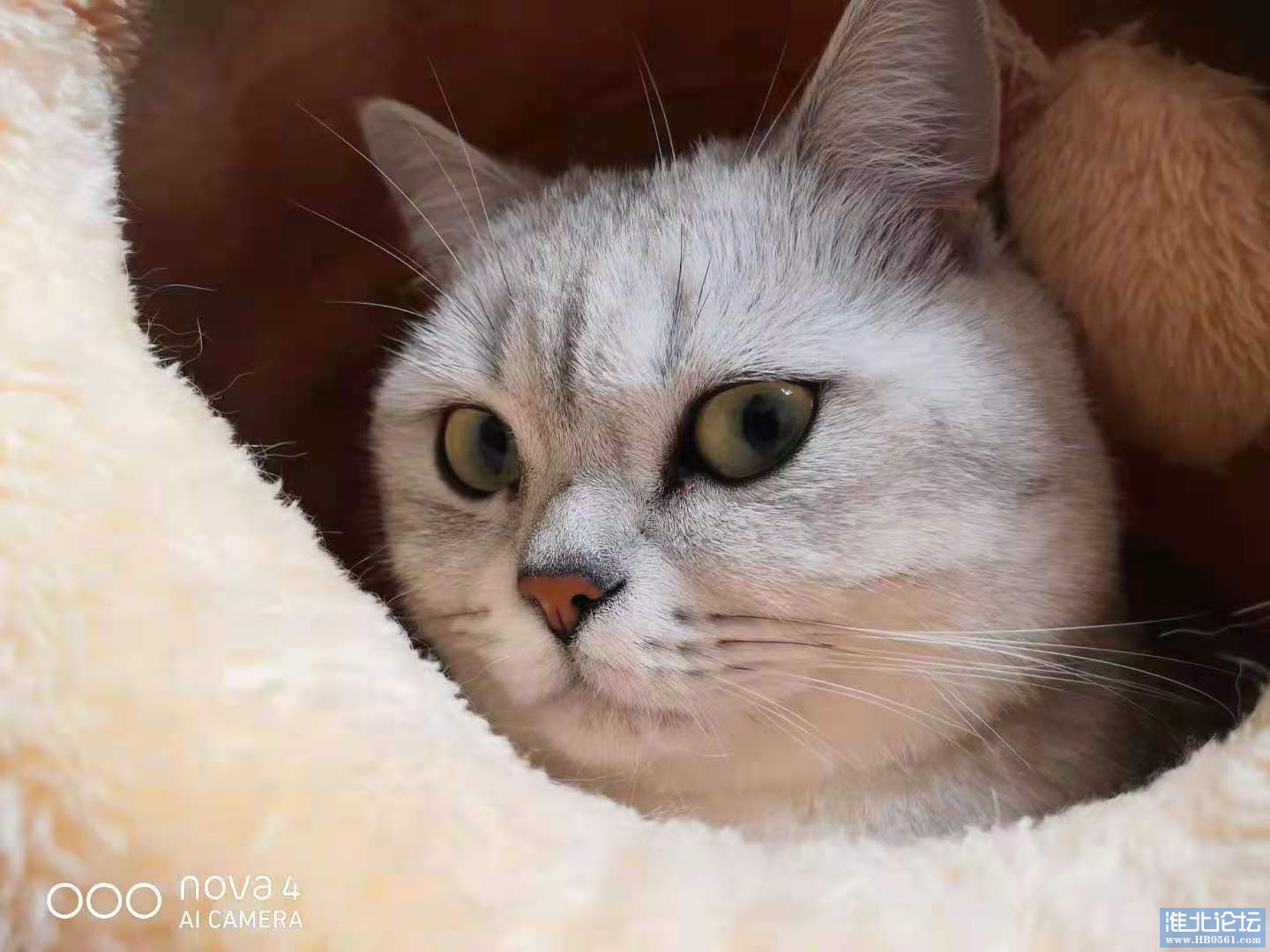 猫爸