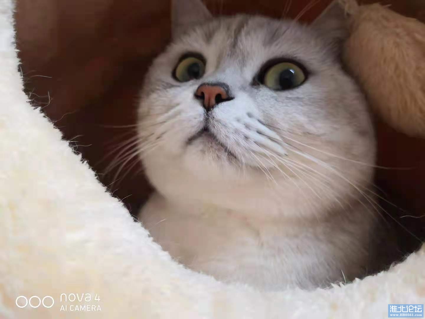 猫爸