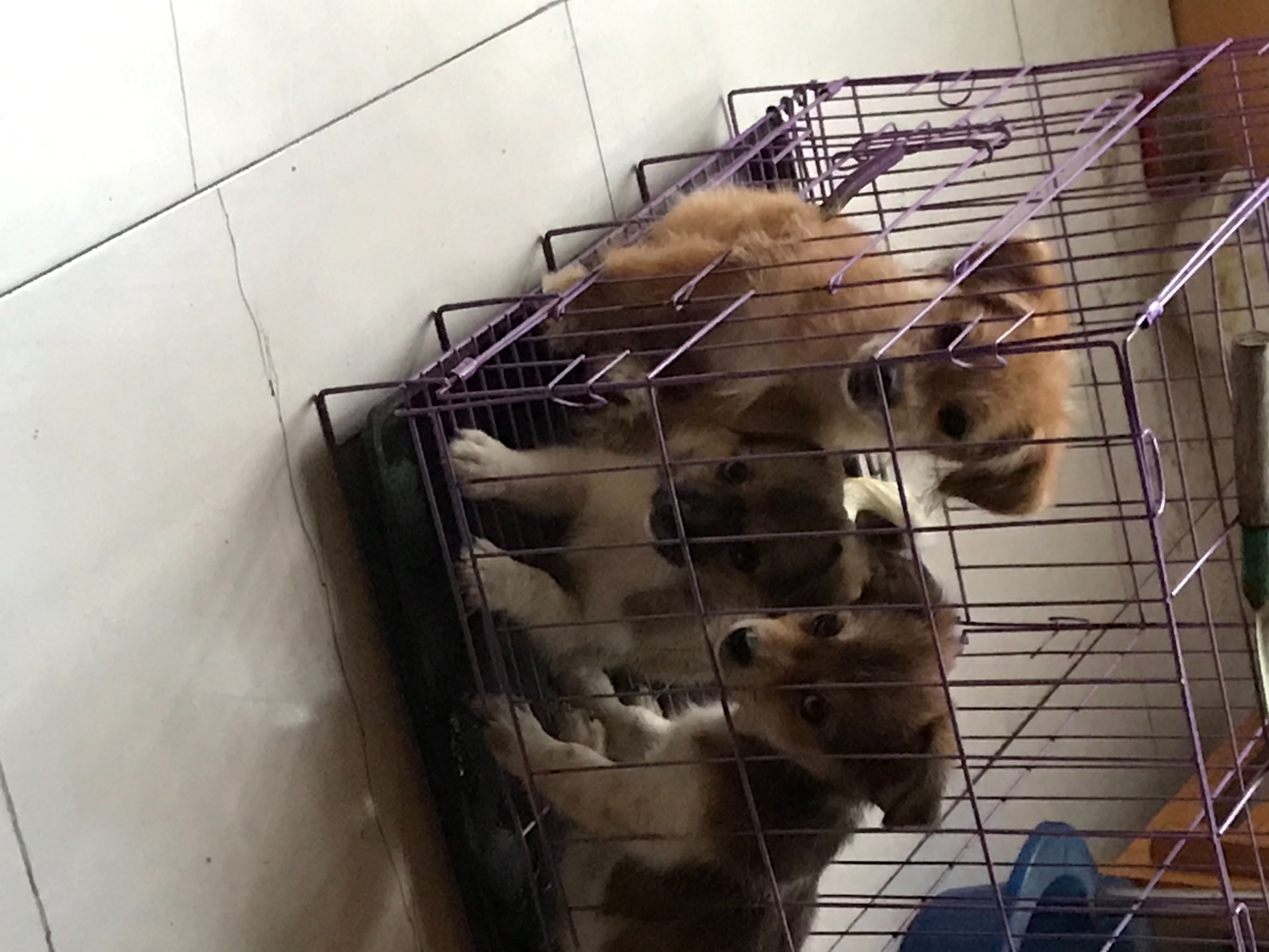 狗狗领养
