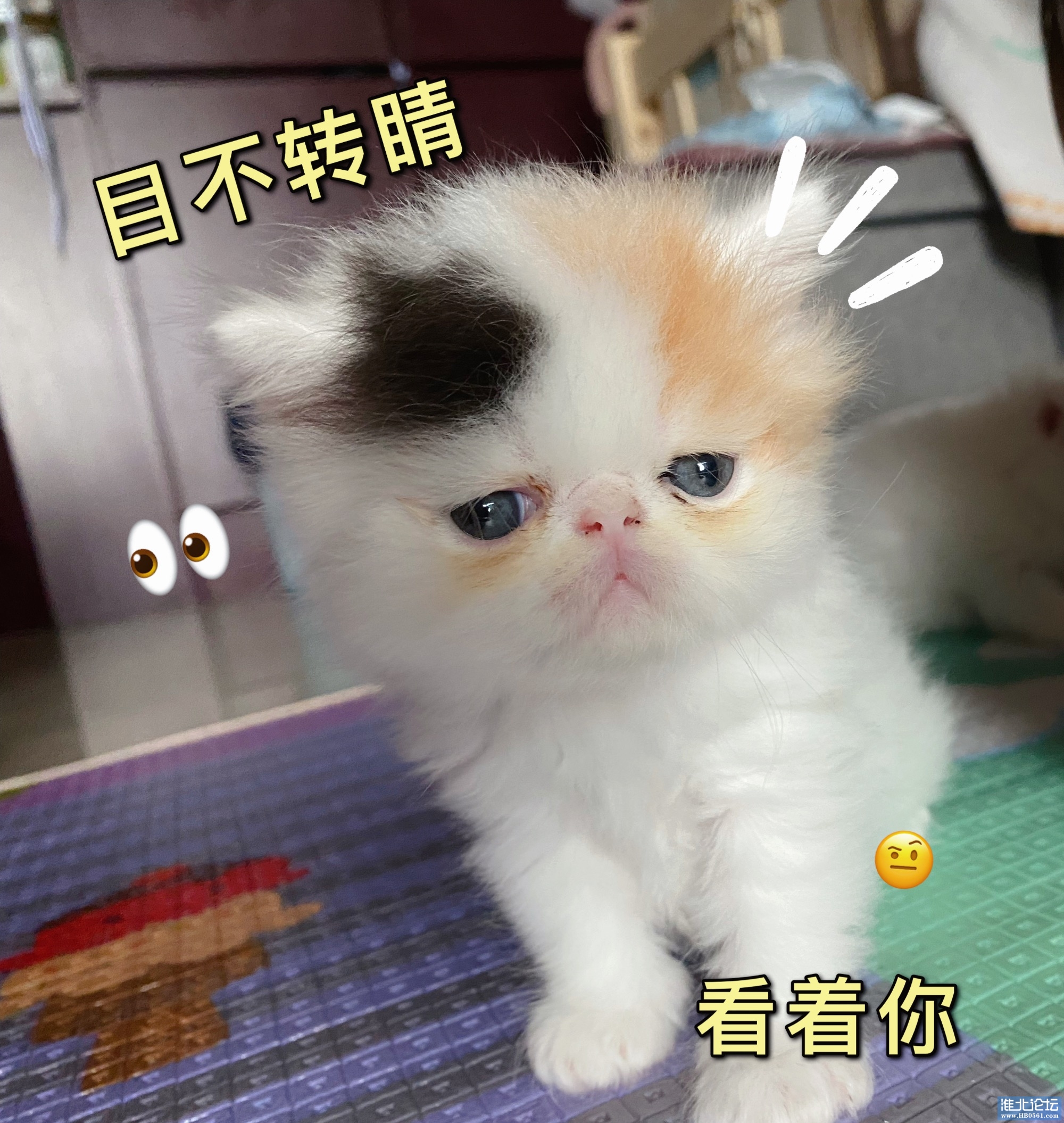 4CA69037-BD0B-4625-A235-6358CC57D9E9.jpeg