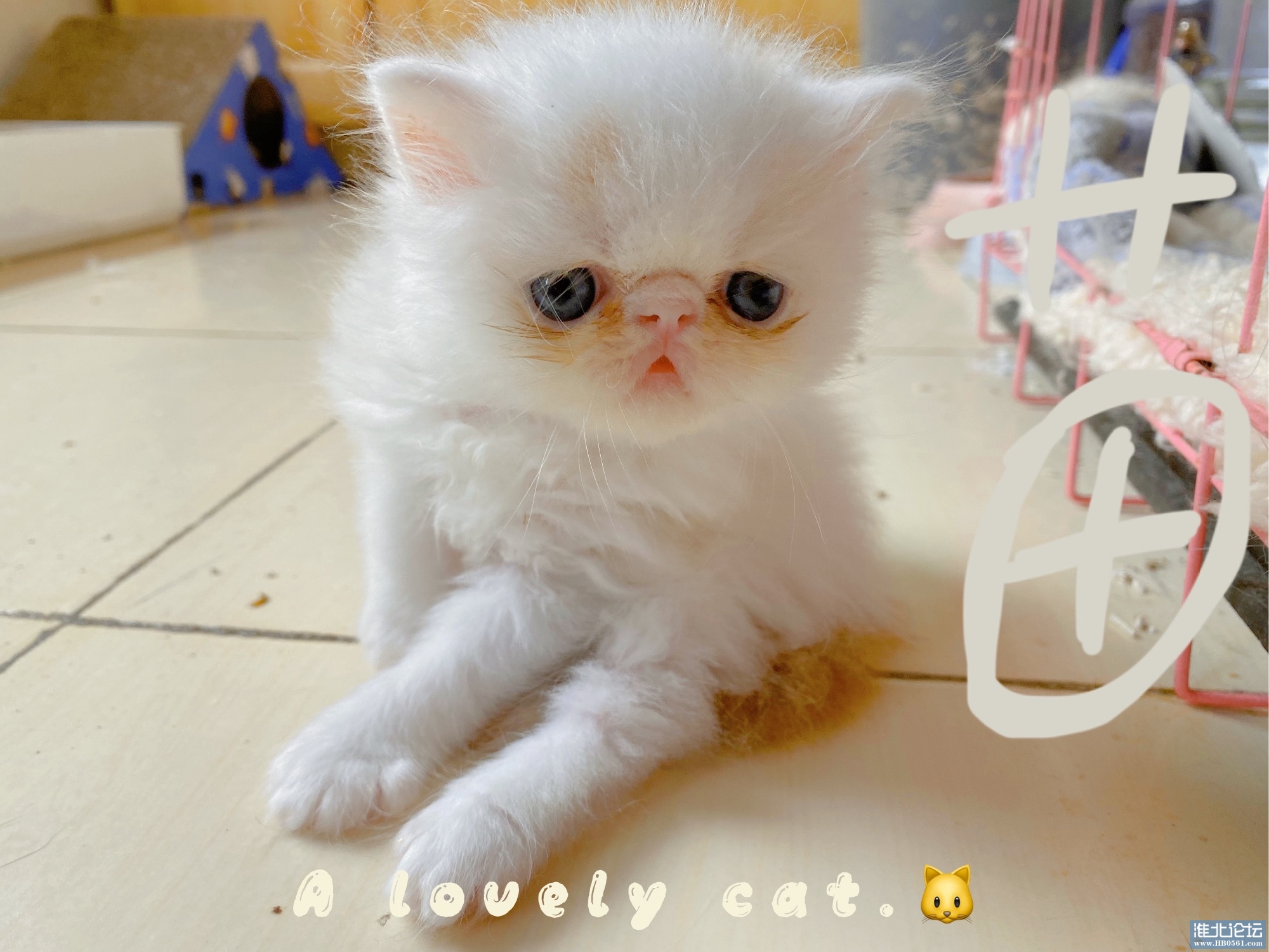 4CA69037-BD0B-4625-A235-6358CC57D9E9.jpeg
