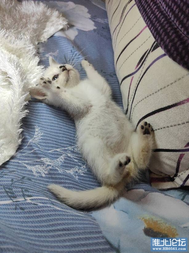 085951gkosgks6oqwjaaas.jpg