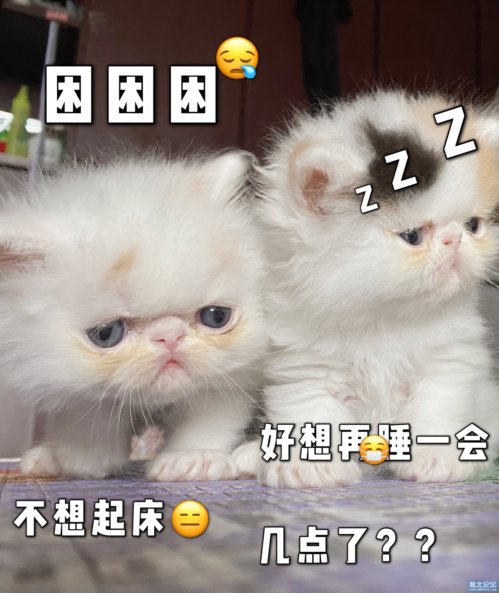 加菲宝宝