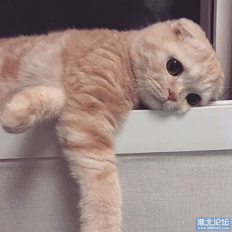 120931s55edeeudd0j0bd0.jpg