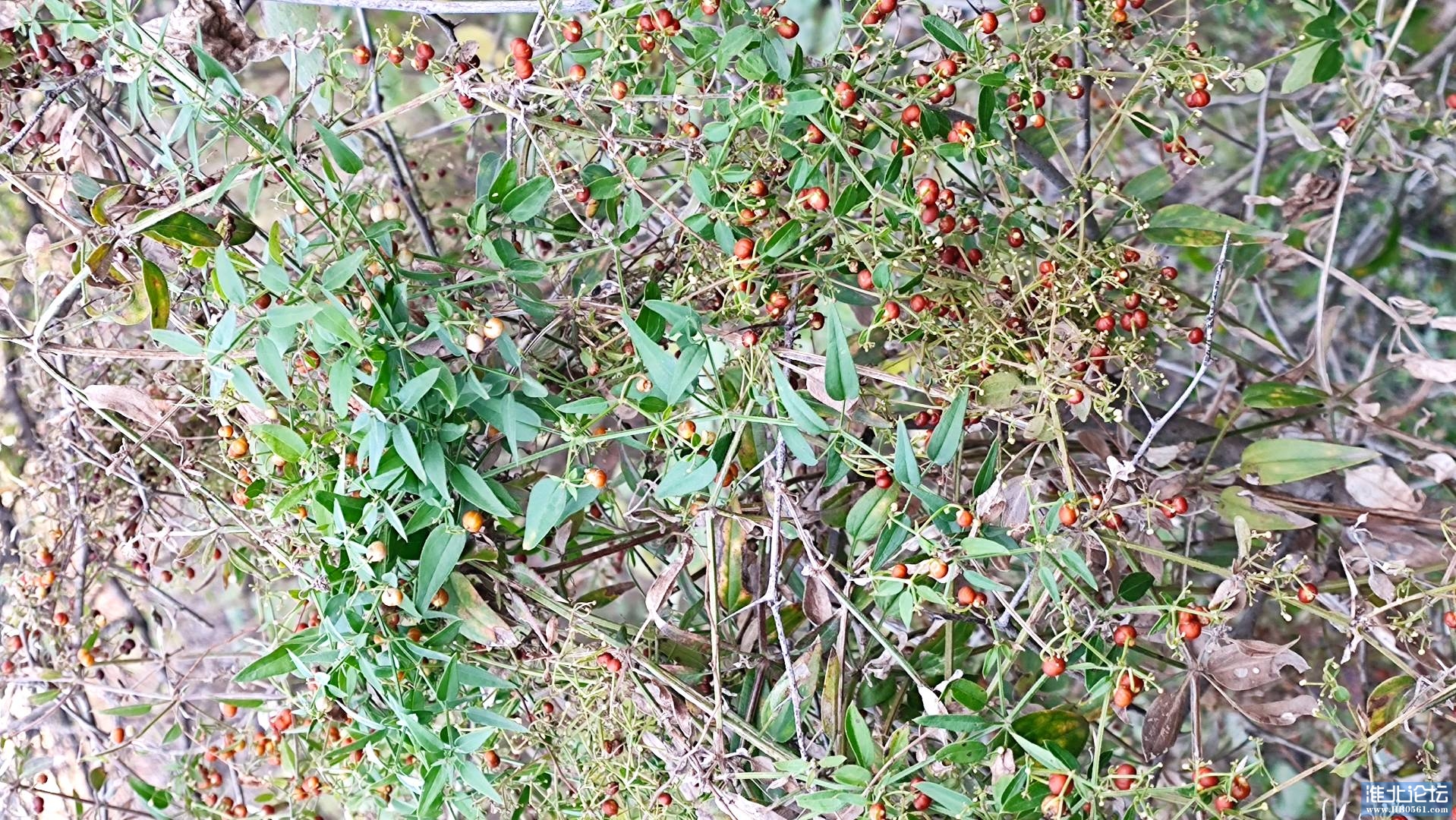 1700181875299_IMG_20231117_072149.jpg